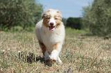 BERGER AUSTRALIEN PUPPIES 273